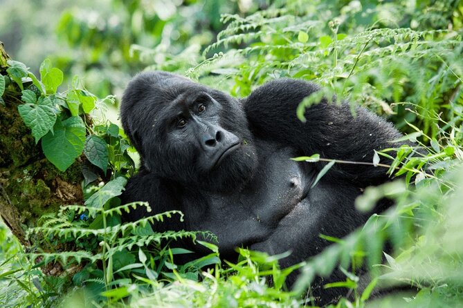 07-Days Murchison Falls, Queen Elizabeth & Gorillas Safari - Why this seven-day route works