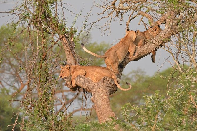 07-Days Murchison Falls, Queen Elizabeth & Gorillas Safari - Day 6: The gorilla trek and Lake Bunyonyi