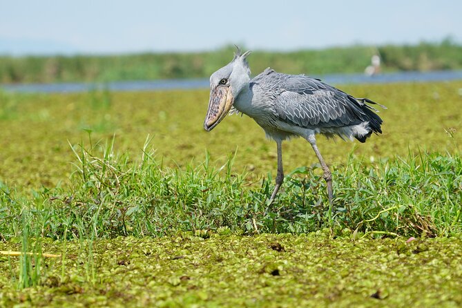 1/2 Mabamba Swamp Shoebill Tour - Key points to know before you book