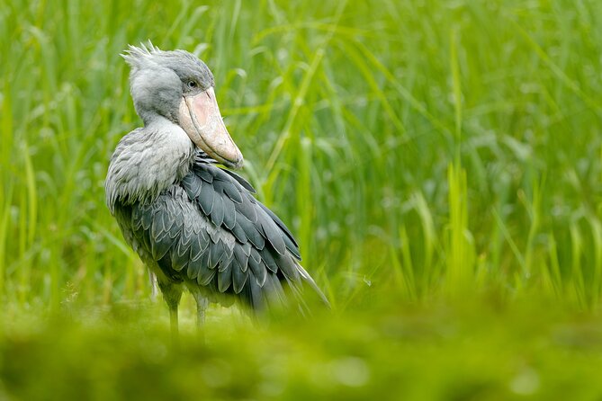 1/2 Mabamba Swamp Shoebill Tour - Starting at Entebbe Airport at 8:00 am