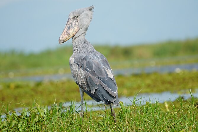 1/2 Mabamba Swamp Shoebill Tour - How the itinerary feels in practice
