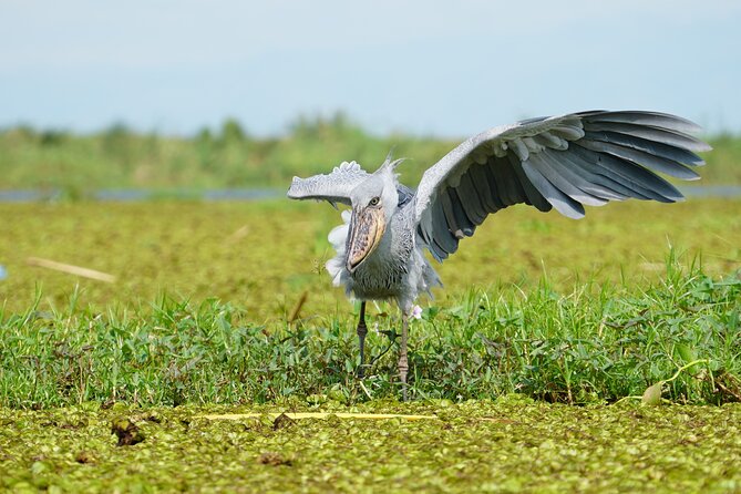 1/2 Mabamba Swamp Shoebill Tour - Who will enjoy this half-day outing
