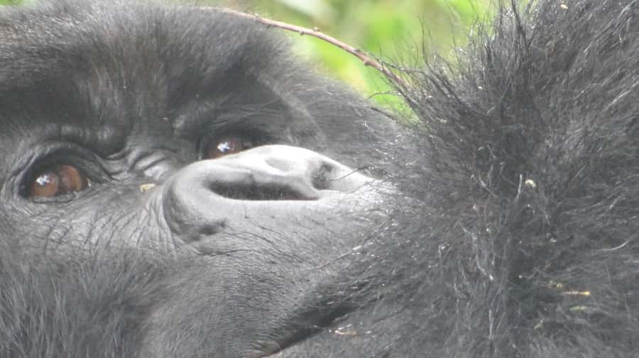 1 Day Gorilla Tour in Bwindi from Kigali - Key points at a glance