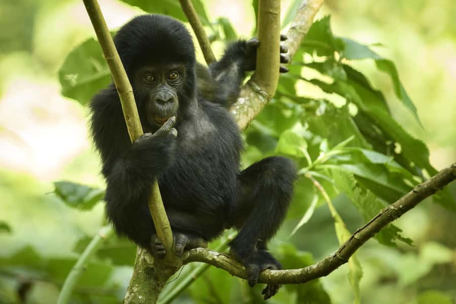 1 Day Gorilla Tour in Bwindi from Kigali - Finding a gorilla family in Bwindi