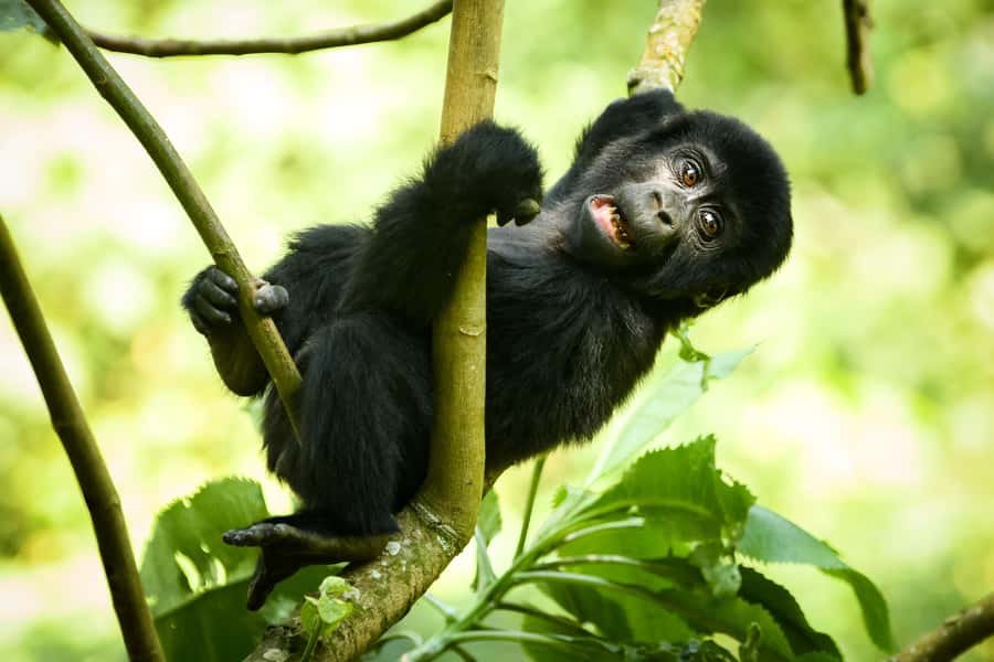 1 Day Gorilla Tour in Bwindi from Kigali - The long drive back to Kigali