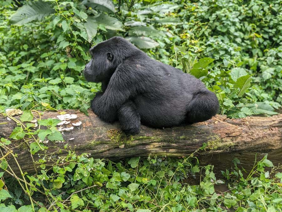 1 Day Gorilla Tour in Bwindi from Kigali - The 2:00 AM departure from Kigali
