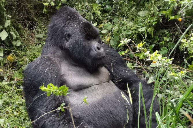 1 Day Gorilla Trekking Mgahinga Gorilla NP & Lake Bunyonyi - Key points before you book
