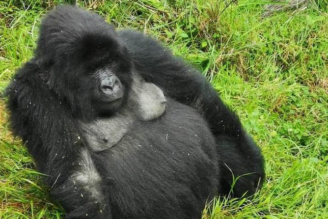 1 Day Gorilla Trekking Mgahinga Gorilla NP & Lake Bunyonyi - The early start from Lake Bunyonyi