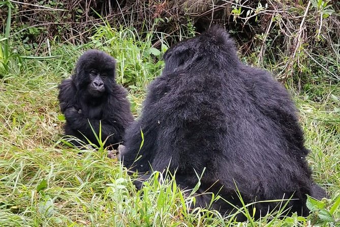 1 Day Gorilla Trekking Mgahinga Gorilla NP & Lake Bunyonyi - Walking through Mgahinga or Bwindi