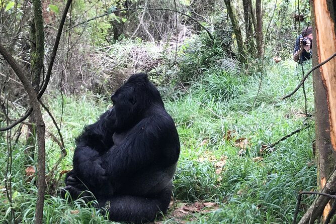 1 Day Gorilla Trekking Mgahinga Gorilla NP & Lake Bunyonyi - One hour with the gorilla family