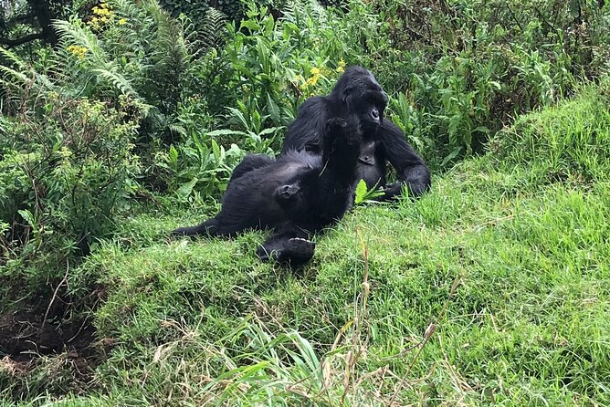 1 Day Gorilla Trekking Mgahinga Gorilla NP & Lake Bunyonyi - What the $1,400 price covers