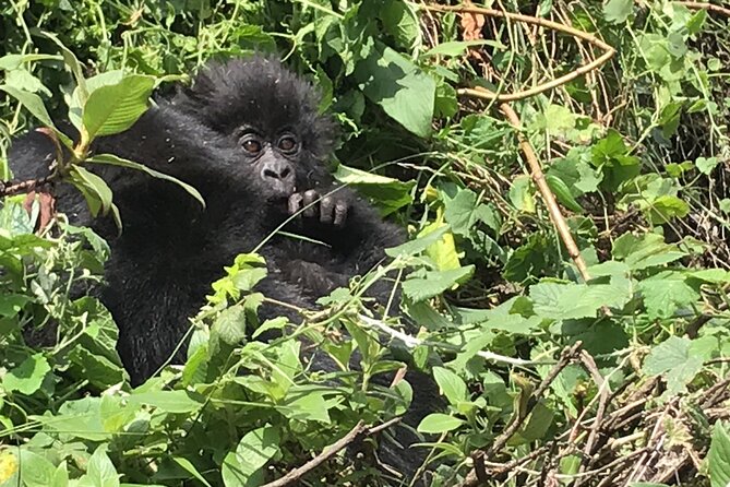 1 Day Gorilla Trekking Mgahinga Gorilla NP & Lake Bunyonyi - The people handling the day