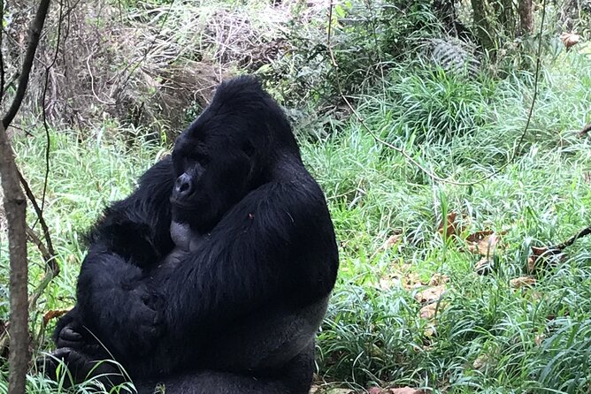 1 Day Gorilla Trekking Mgahinga Gorilla NP & Lake Bunyonyi - Who should book this gorilla trek
