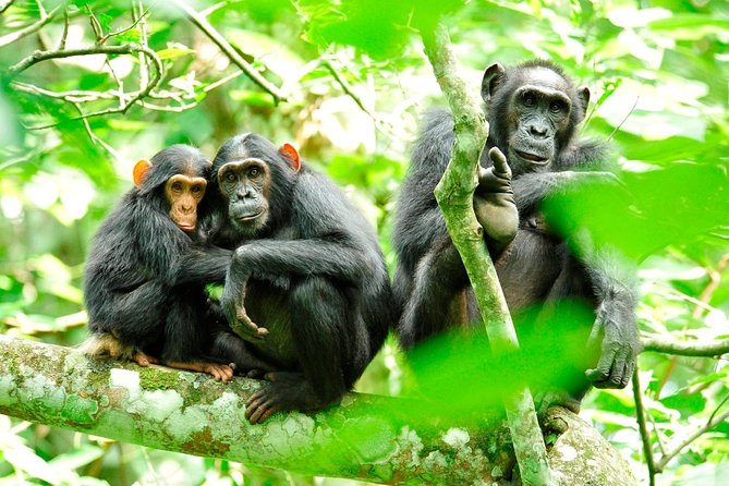 1 Day Kibale National Park - Why Kibale’s chimpanzees are worth a full day