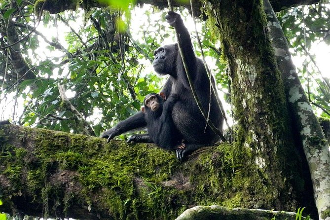 1 Day Kibale National Park - The primates you may see beyond chimpanzees