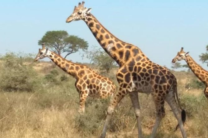 1 Day Lake Mburo National Park Short Safari from Kampala - Why Lake Mburo works for a short Uganda safari
