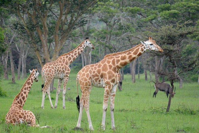1 Day Lake Mburo National Park Short Safari from Kampala - The 6:00 am start from Kampala