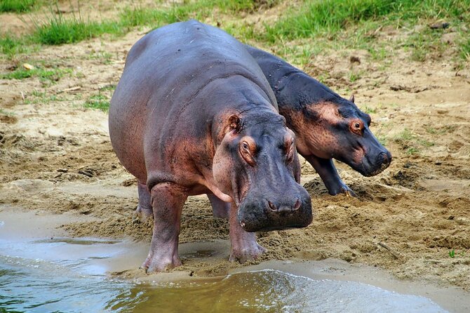 1 Day Lake Mburo National Park Short Safari from Kampala - Who will enjoy this safari most