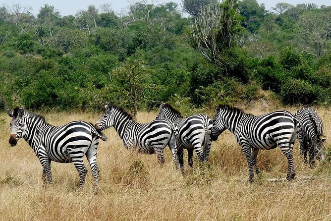 1 Day Lake Mburo National Park Short Safari from Kampala - The single park stop and how to use it well