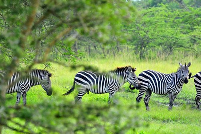 1 Day Lake Mburo Tour from Kampala - Why Lake Mburo works for a one-day Uganda safari