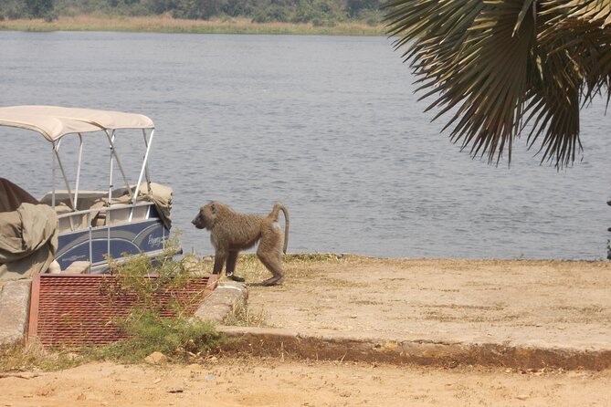 1 Day Lake Mburo Wildlife Safari - Why Lake Mburo works as a one-day safari