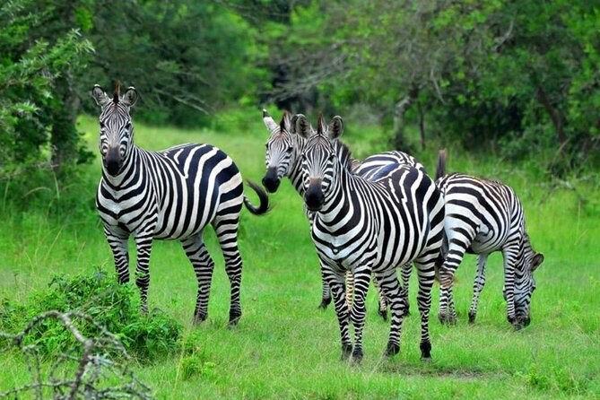 1 Day Lake Mburo Wildlife Safari - Inside Lake Mburo National Park