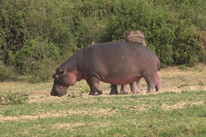 1 Day Lake Mburo Wildlife Safari - Animals to watch for during the safari