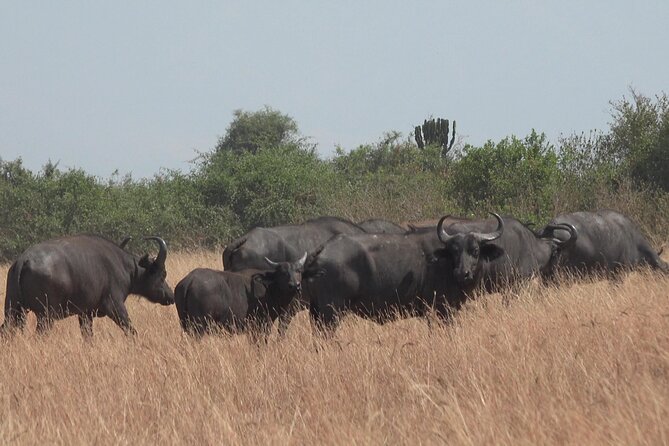 1 Day Lake Mburo Wildlife Safari - What the private format changes