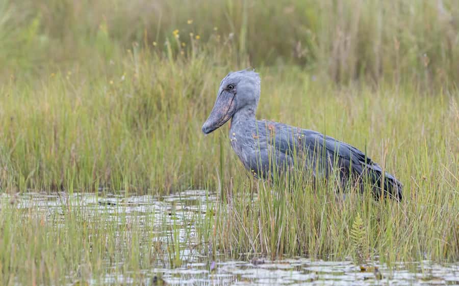 1-Day Mabamba Shoebill Birding Tour in Lake Victoria Entebbe - Key points to know before you book