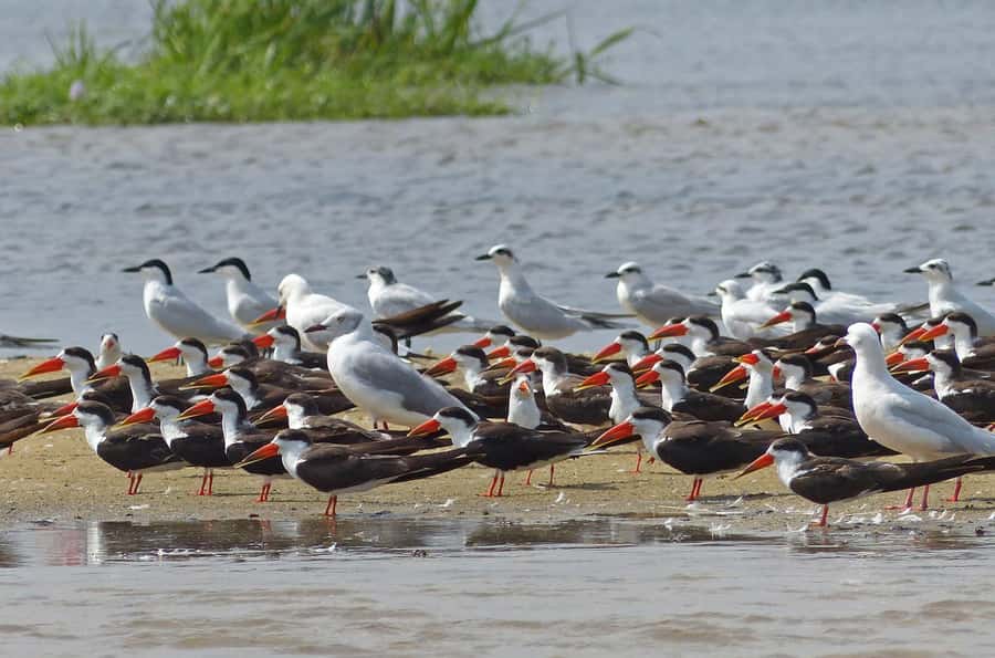 1-Day Mabamba Shoebill Birding Tour in Lake Victoria Entebbe - The shoebill encounter