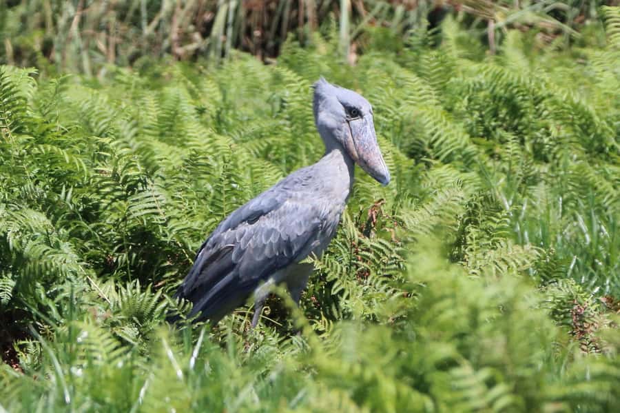 1-Day Mabamba Shoebill Birding Tour in Lake Victoria Entebbe - The early pickup and the road to Nakiwogo