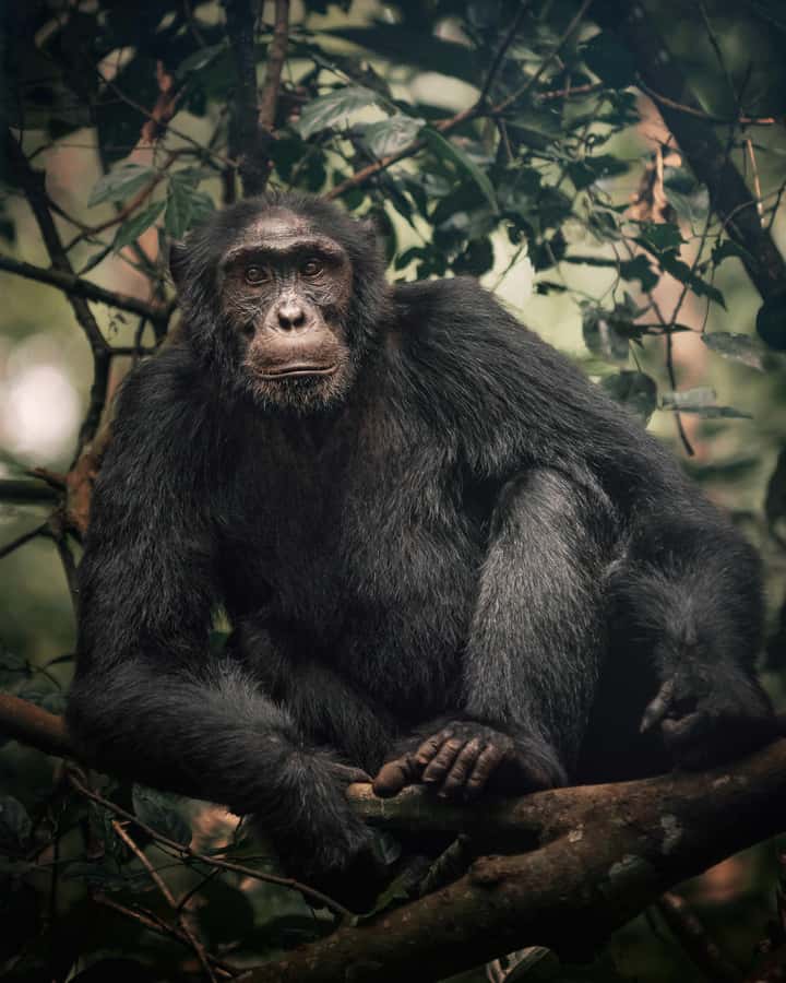 1-Day Ngamba Island chimpanzee tour - Leaving Entebbe for Lake Victoria