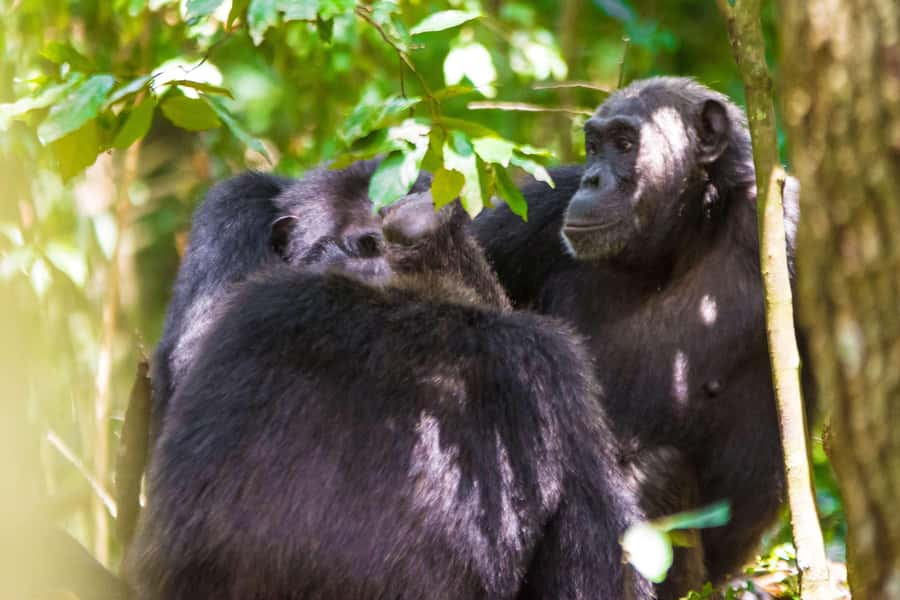 1-Day Ngamba Island chimpanzee tour - Meeting the caregiver before feeding time