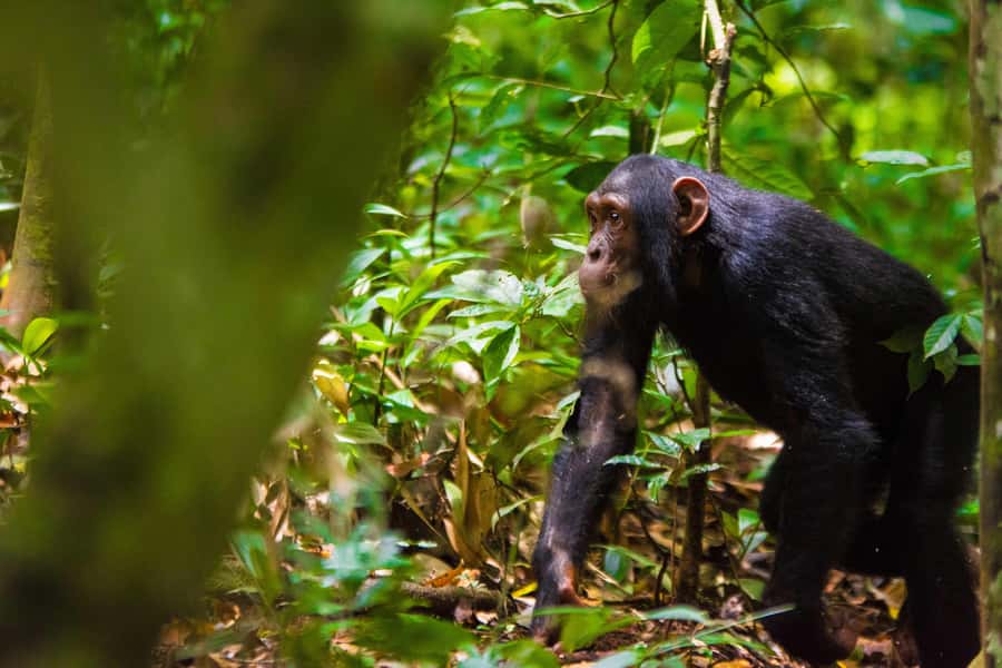 1-Day Ngamba Island chimpanzee tour - Reaching a 95-hectare forested sanctuary