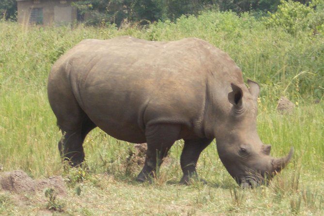 1 Day ziwa Rhino tracking trip - Why Ziwa makes a strong one-day wildlife trip