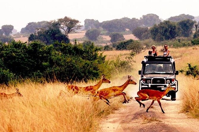 10-Day African Safari in Uganda from Kampala - Murchison Falls, lions, elephants, and the Nile