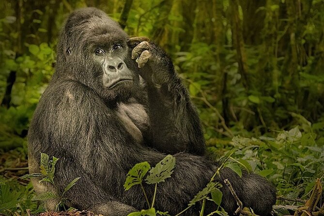 10-Day African Safari in Uganda from Kampala - Chimpanzee tracking and the Kibale swamp walk