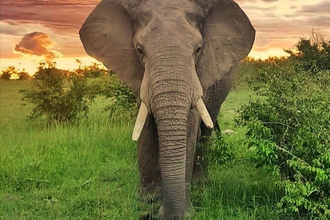 10-Day African Safari in Uganda from Kampala - Queen Elizabeth National Park and the Kazinga Channel