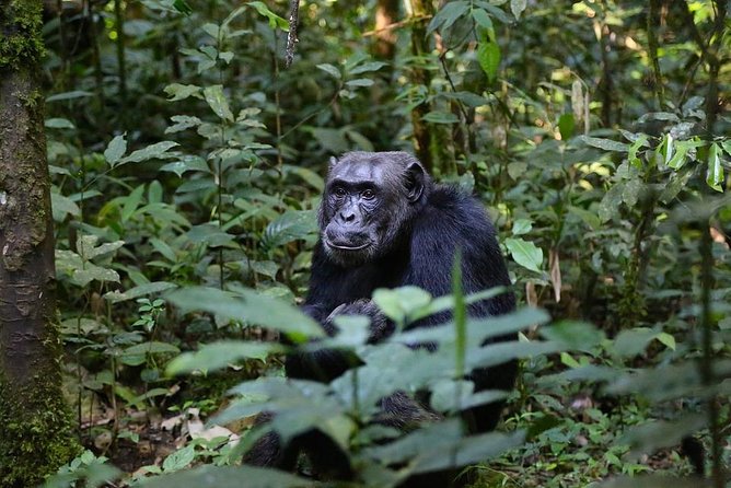 10 Day Best of Uganda Adventure Safari - Day 2: Fort Portal and the Bigodi Wetland walk