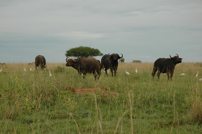 10 Day Best of Uganda Adventure Safari - Day 3: Kibale chimpanzees, then Queen Elizabeth