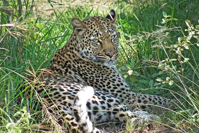 10 Day Best of Uganda Adventure Safari - Day 4: Queen Elizabeth game drive and the Kazinga Channel