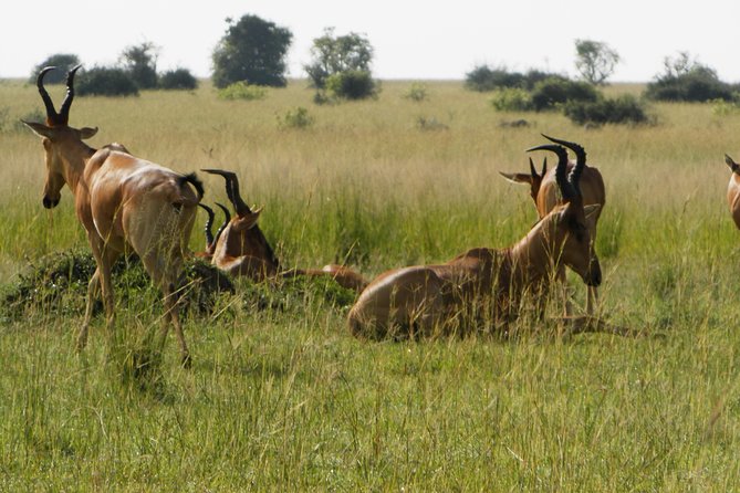 10 Day Best of Uganda Adventure Safari - Day 5: Ishasha wildlife and the road to Bwindi