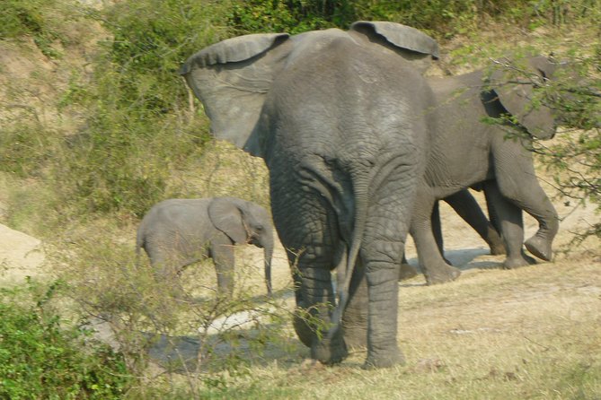10 Day Best of Uganda Adventure Safari - Day 6: Bwindi mountain gorilla tracking
