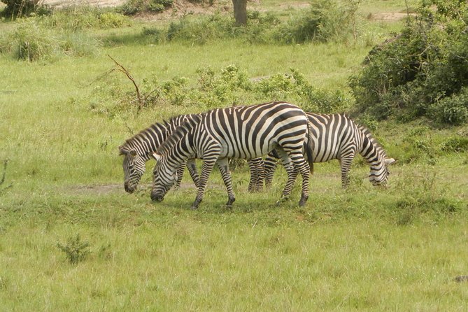 10 Day Best of Uganda Adventure Safari - Day 7: Lake Mburo and a smaller-scale safari