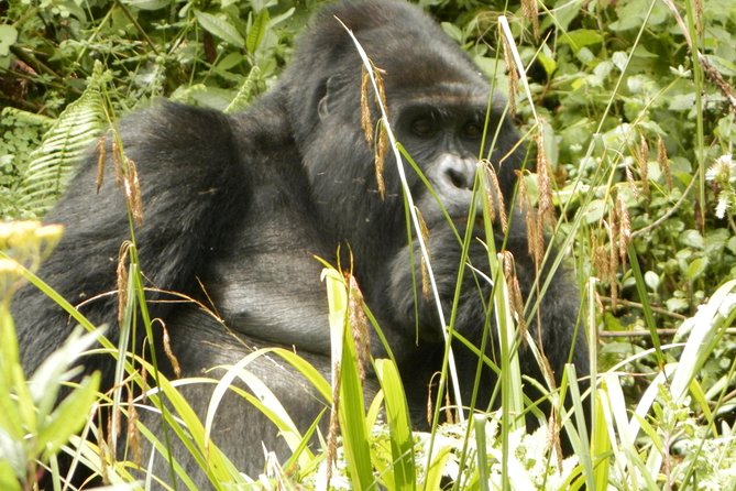 10 Day Best of Uganda Adventure Safari - Day 1: Entebbe arrival and a gentle start