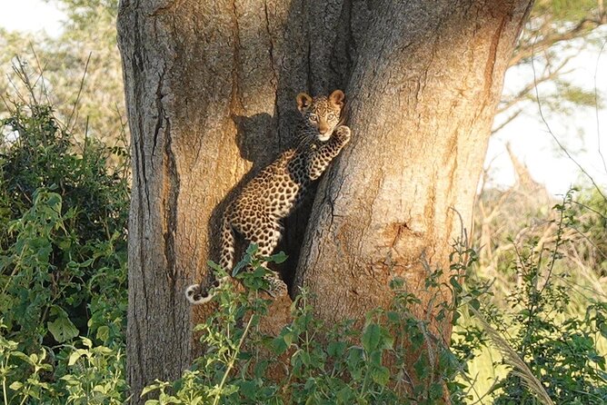 10-Day Big-7 Private Tour Experience in Uganda Safari - Day 5: Queen Elizabeth game drive and Kazinga wildlife