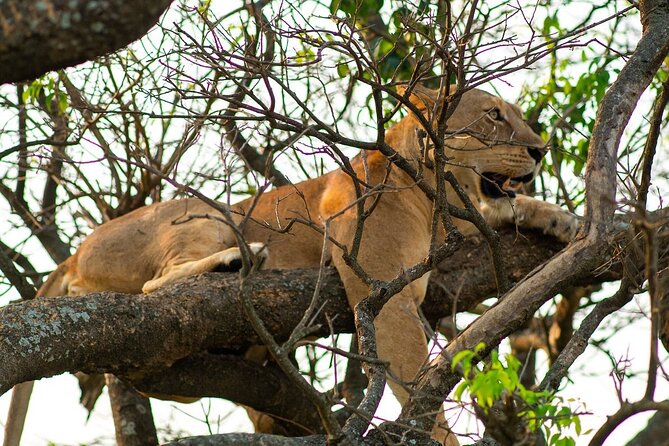 10-Day Big-7 Private Tour Experience in Uganda Safari - Day 6: Ishasha’s tree-climbing lions and the road to Bwindi