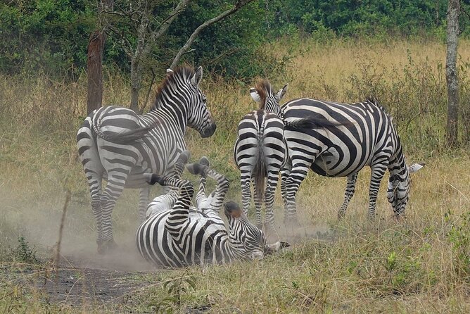 10-Day Big-7 Private Tour Experience in Uganda Safari - Day 7: the gorilla trek in Bwindi