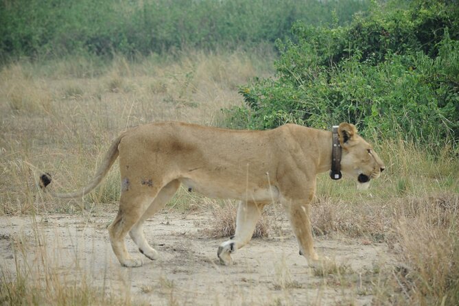 10 Day Gorilla Chimps and Big 5 Safari - Why this Uganda route packs in so much