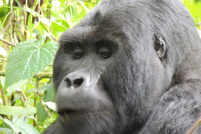 10 Day Gorilla Chimps and Big 5 Safari - Day 4: The long move to Kibale